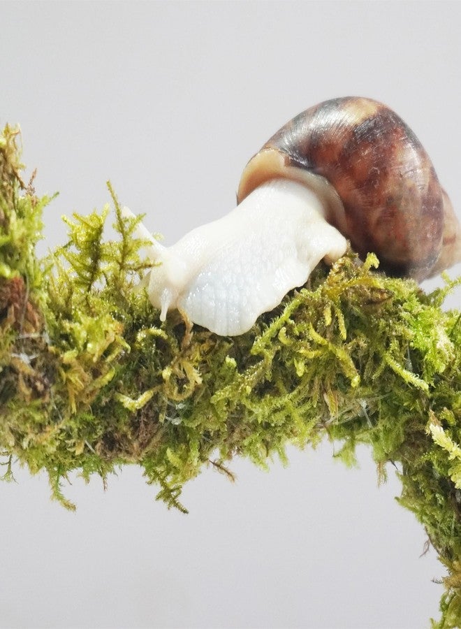 Begeterday Bendable Pet Snail Climbing Toys, Ideal Snail Terrarium Accessories, Nice for Pet Snails That Like to Climb，12 Inch - Image 4